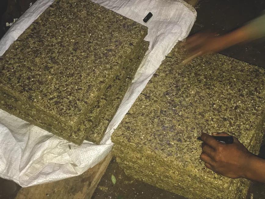 Placas de marihuana en una plantación de Paraguay