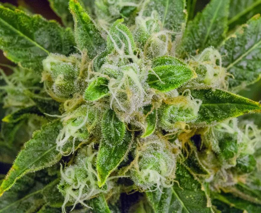 SOUR DIESEL: Un clásico entre los clásicos. Esta variedad es un tiro fijo con el que probablemente nunca falles.