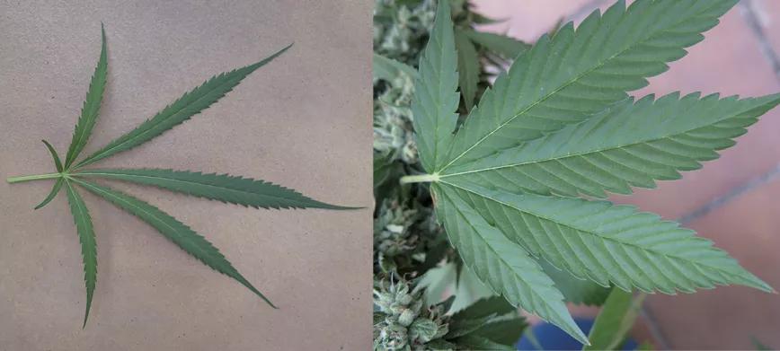 Comparación de hojas de marihuana