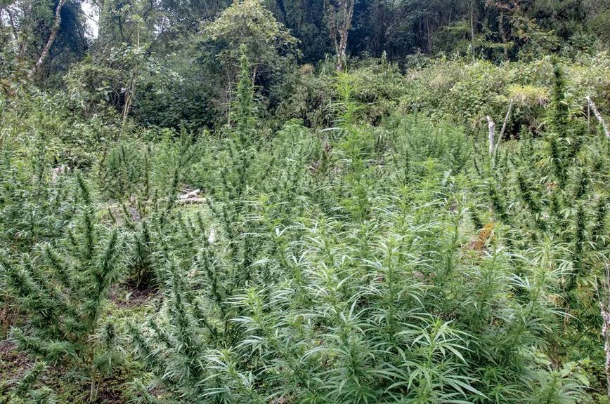 Cultivo de marihuana en la Sierra Nevada