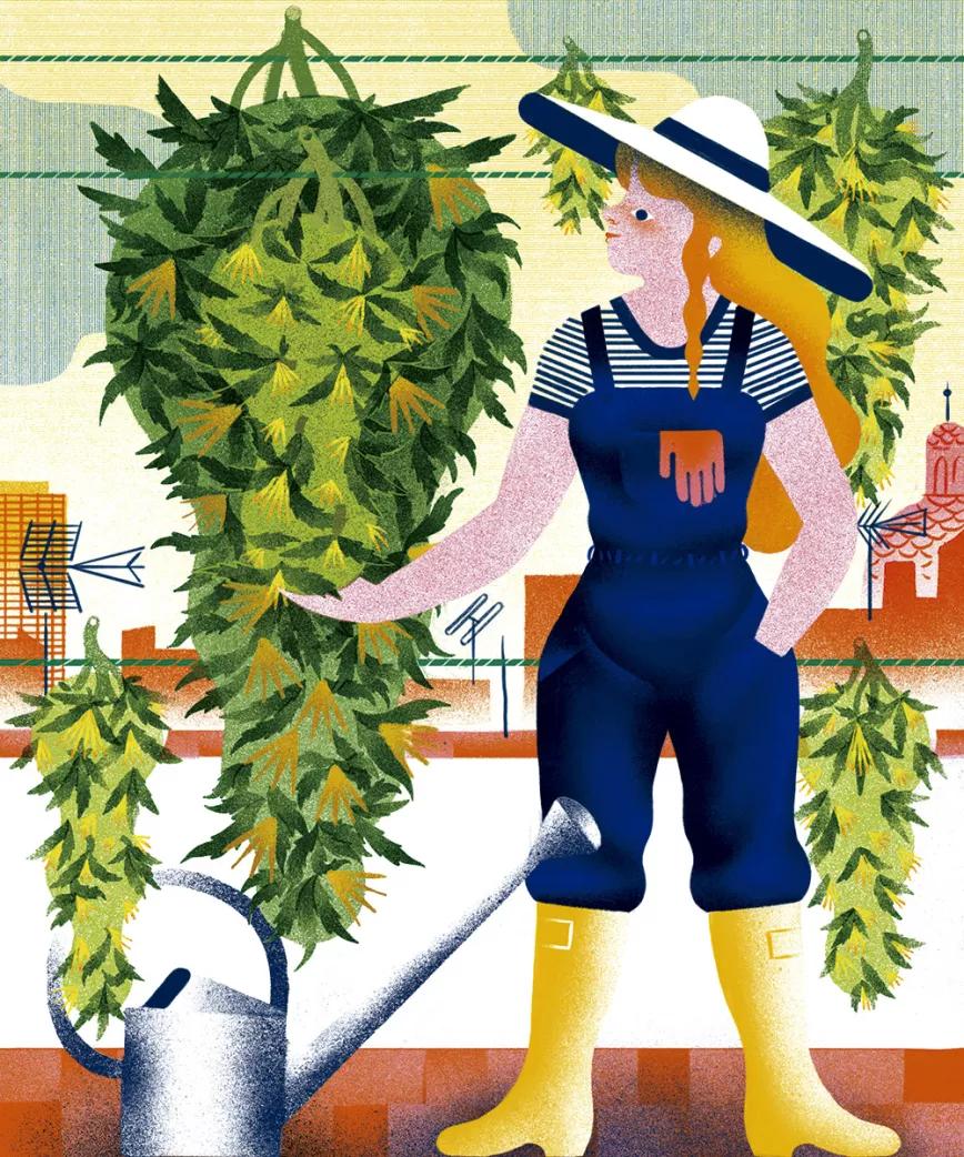 Ilustración secado cannabis