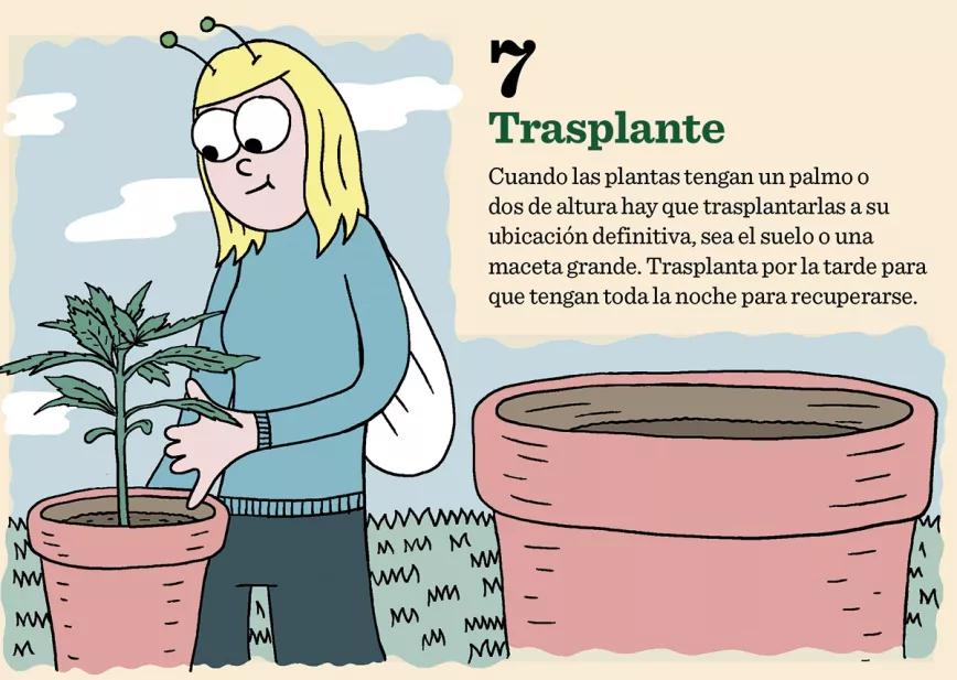 10 pasos para plantación 07