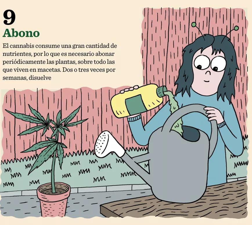 10 pasos para plantación 09