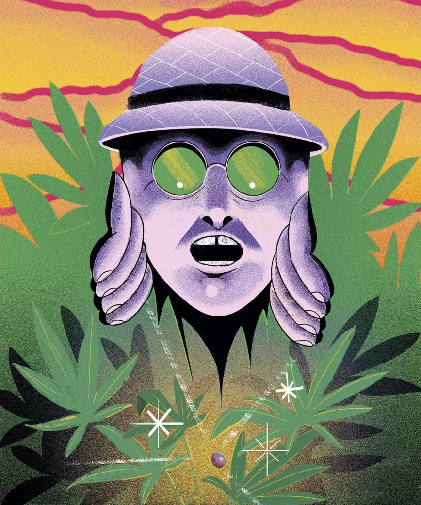 Ilustración: Explorador entre cannabis