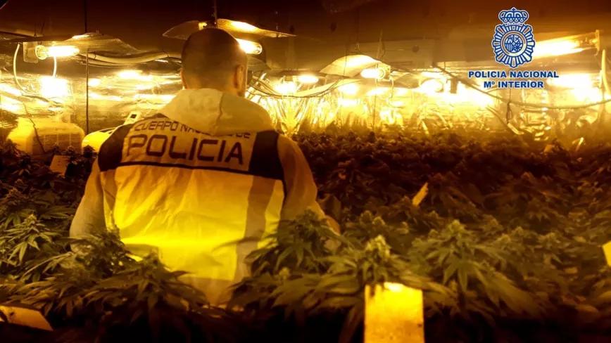 Incautan más de 1.000 plantas de marihuana en Talavera