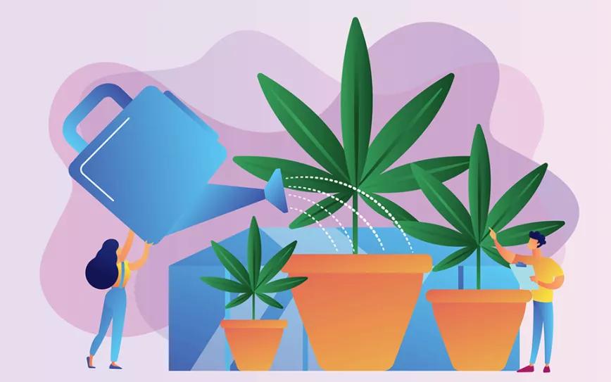Nutrición y calidad del agua para el cultivo de cannabis