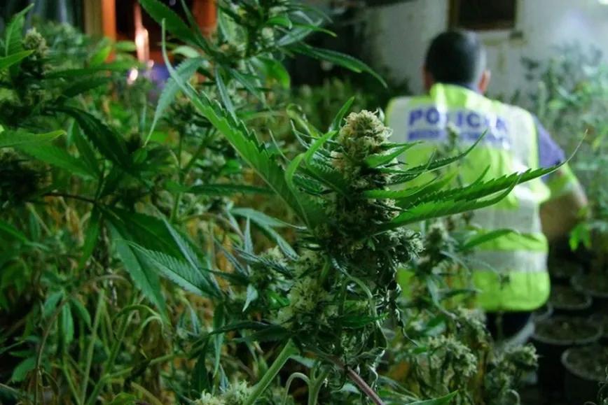 Se disfrazan de policía para robar 1.500 plantas de marihuana