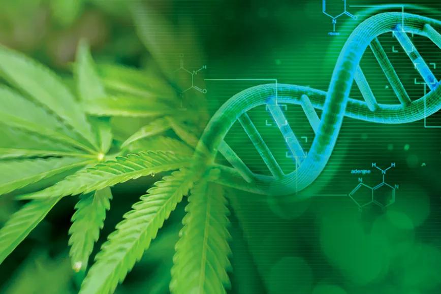 Estudio asegura que el cannabis es menos dañino al ADN que el tabaco
