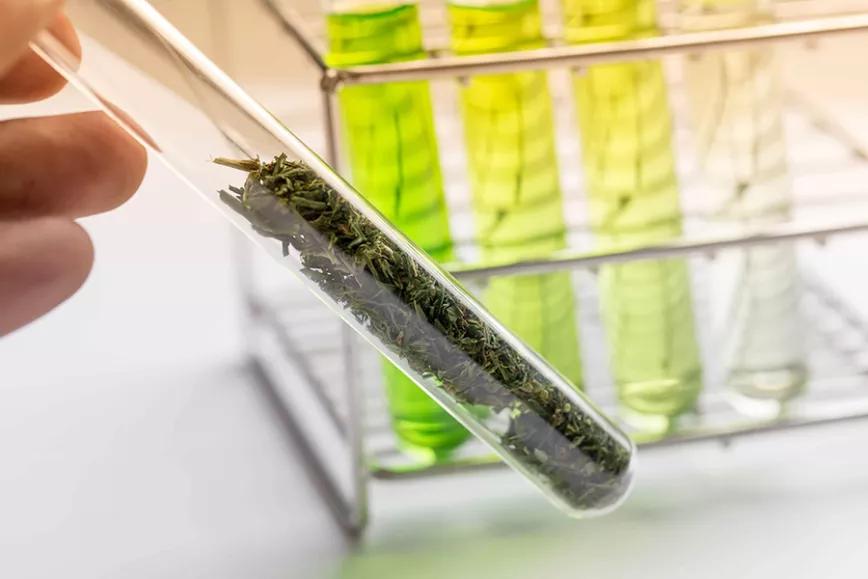 15% de la marihuana de Colorado no pasa el test de microbios en 2019