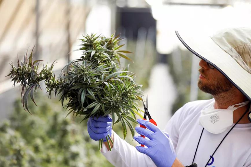 Israel aprueba la exportación de cannabis para uso medicinal
