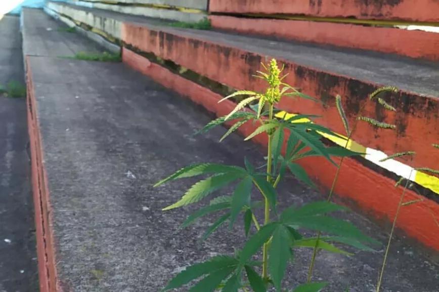 Crece planta de marihuana en estadio de fútbol