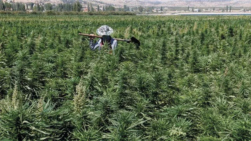 Cultivo de cannabis