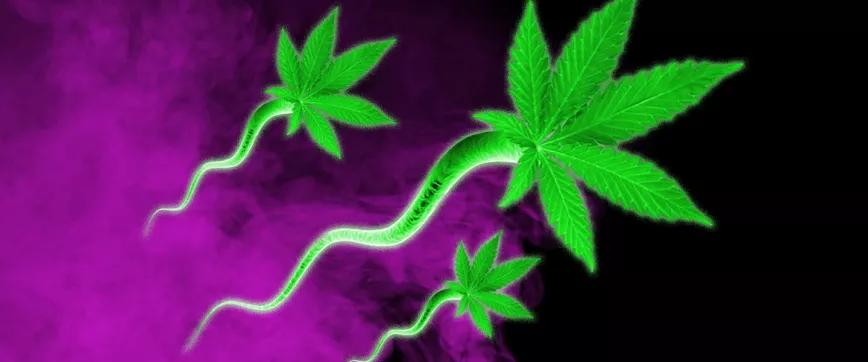 THC en el semen de los consumidores habituales de marihuana