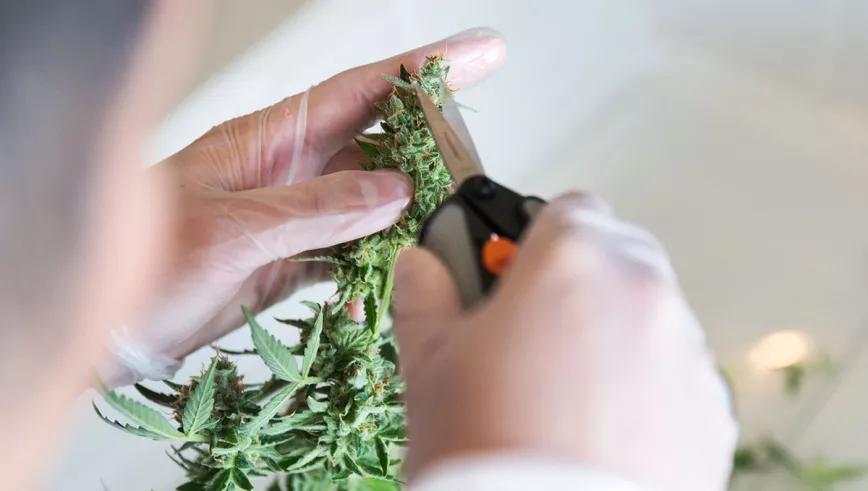 El negocio de la marihuana es poco diverso en Denver, dice un estudio