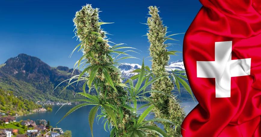 Suiza quiere facilitar el acceso a la marihuana medicinal