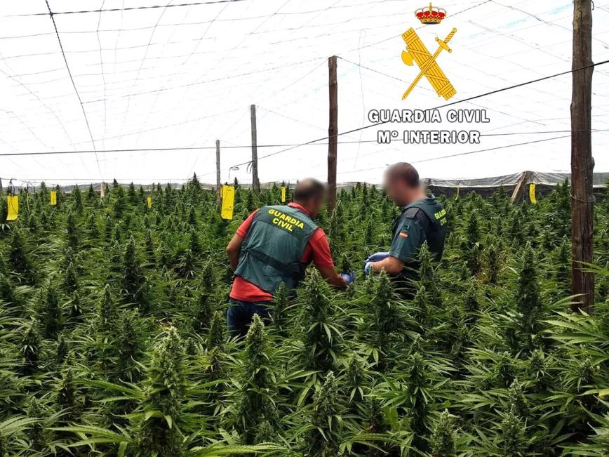 18.023 plantas de cannabis incautadas en Almería en lo que llevamos de año