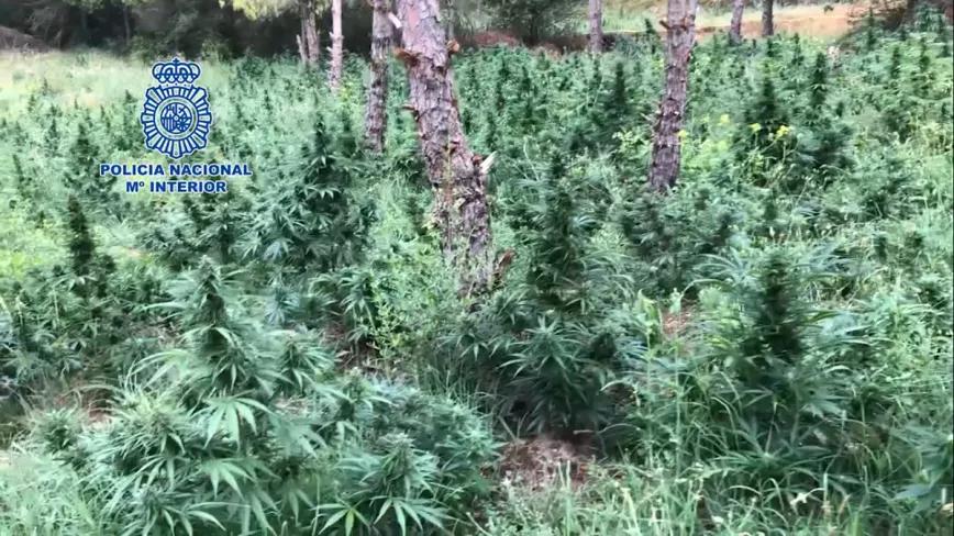 Requisan 5 toneladas de marihuana en Aragón