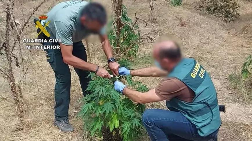 Encontraron plantas de marihuana mientras buscan al cocodrilo de Valladolid