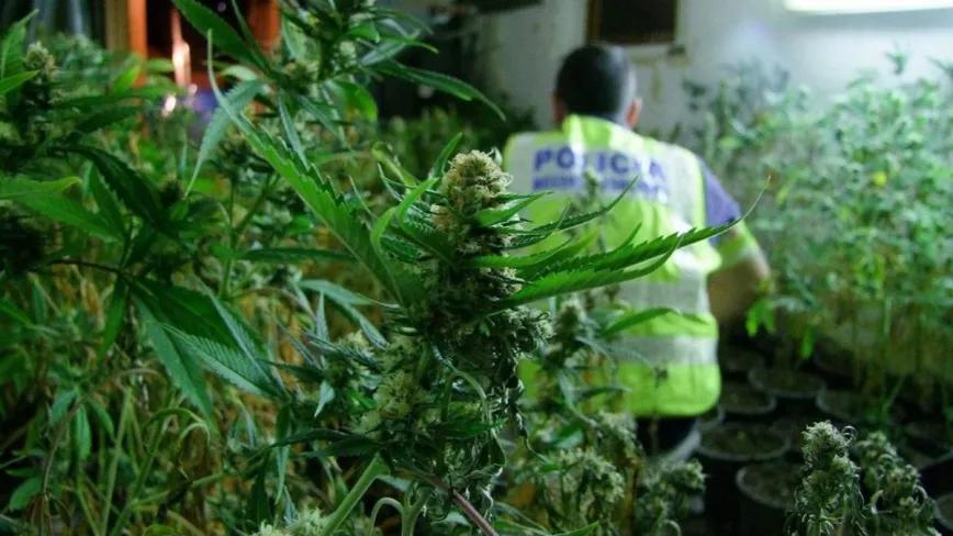 Mossos creen que la “mafia de la marihuana” puede corromper a los poderes públicos