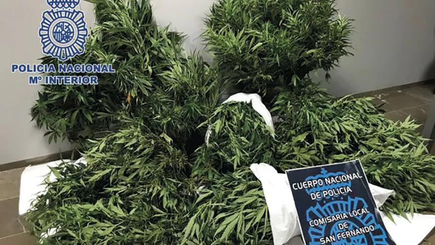 Plantas de cannabis incautadas 