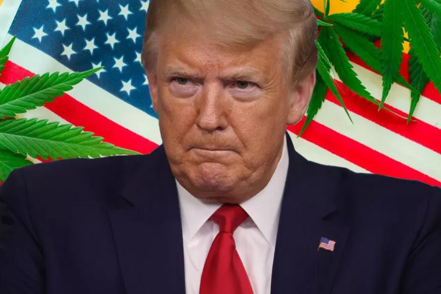 Trump tiene miedo de perder las elecciones y pide a los Republicanos que no pregunten sobre la legalización de la marihuana
