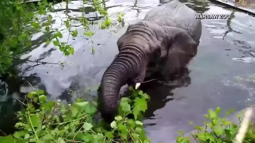 Elefantes del zoo de Varsovia reciben tratamiento de CDB para el estrés