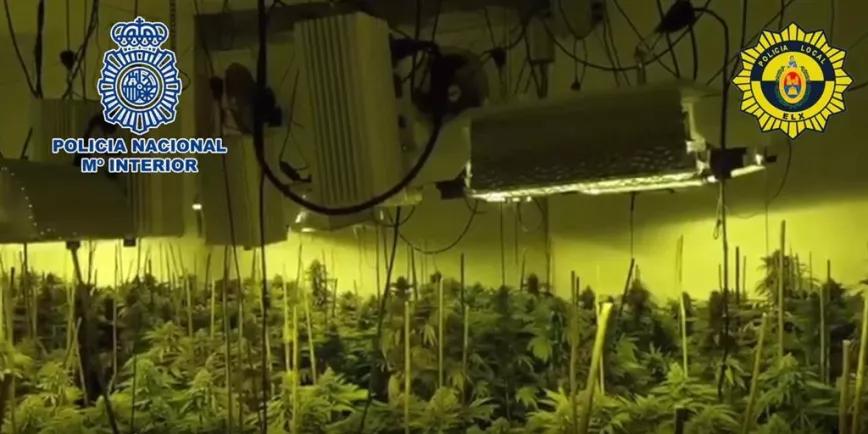 Desmantelan cultivo de marihuana con más de 1000 plantas en la localidad de Elche