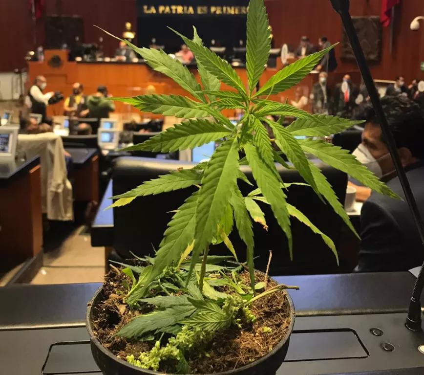 Senadora mexicana Jesusa Rodríguez lleva planta de cannabis al Senado y pide la despenalización