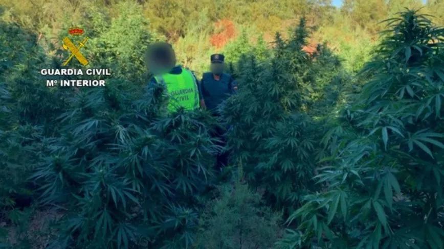 Tres Guardias Civiles heridos en una plantación de marihuana de Cádiz