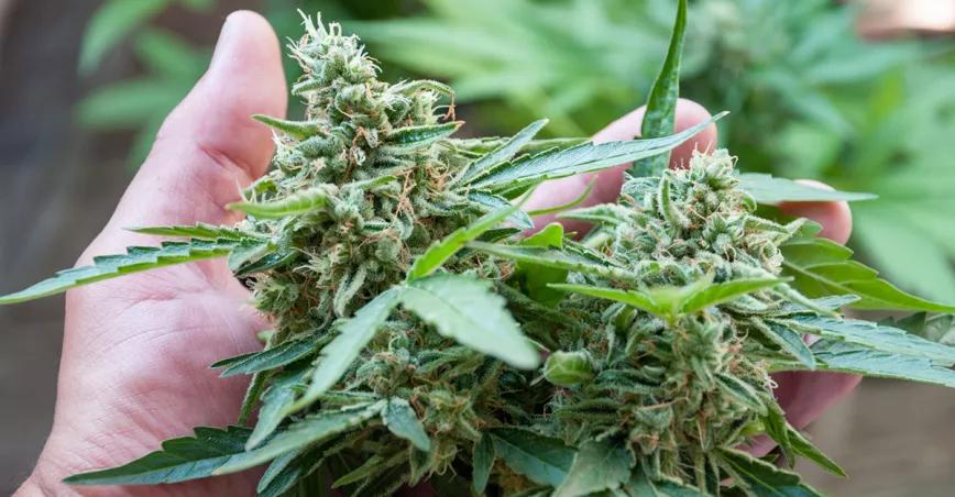 Tres de cada cuatro consumidores de cannabis prefieren la flor a los concentrados