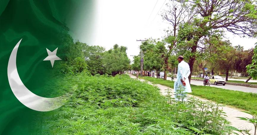 Paquistán permite el cáñamo y el cannabis medicinal