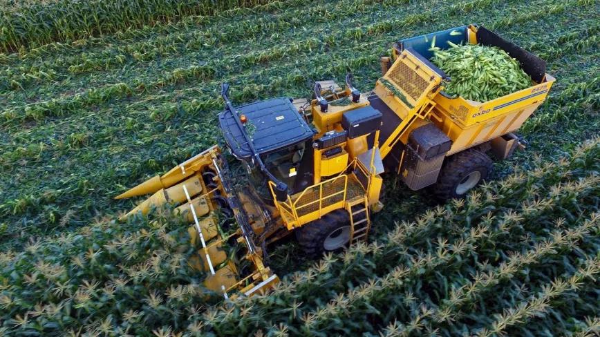 Agricultor cosecha la marihuana que encontró en su cultivo de maíz