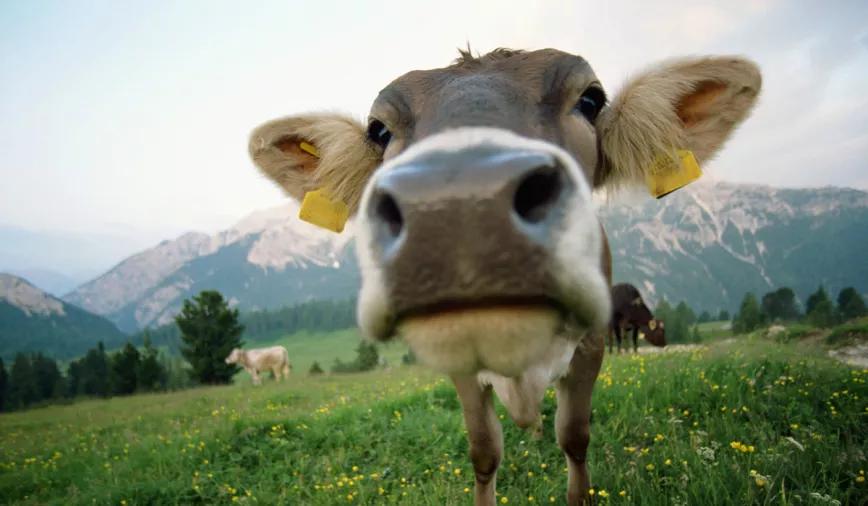 El gobierno federal de los EE.UU pretende saber si la leche de vaca que ha comido cáñamo tiene algún efecto psicoactivo.