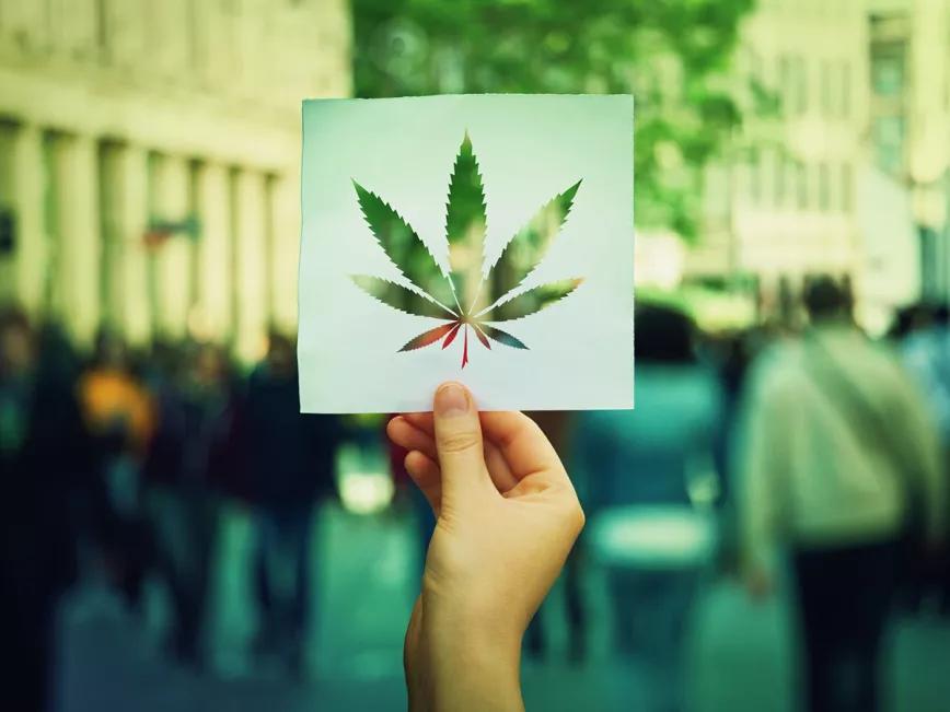 Podemos ultima proyecto de ley para regulación integral del cannabis
