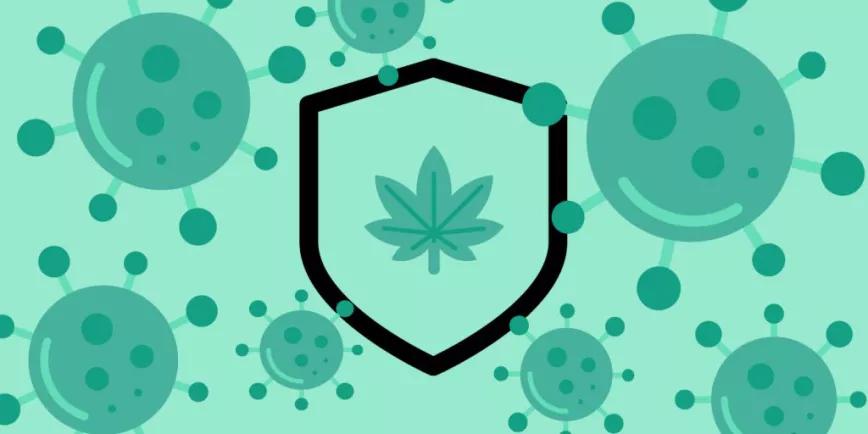 ¿El cannabis empeora o mejora el sistema inmunológico?
