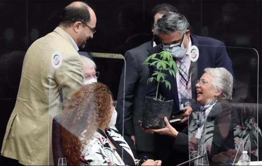Secretaria del Ministerio del Interior mexicano recibe planta de marihuana como regalo