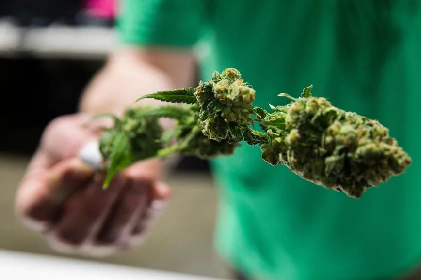 Maine vende 250.000 dólares en marihuana legal en su primer fin de semana