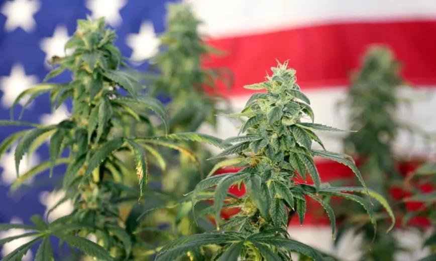 Gobierno estadounidense parece querer desclasificar la marihuana como droga peligrosa, aunque en realidad no