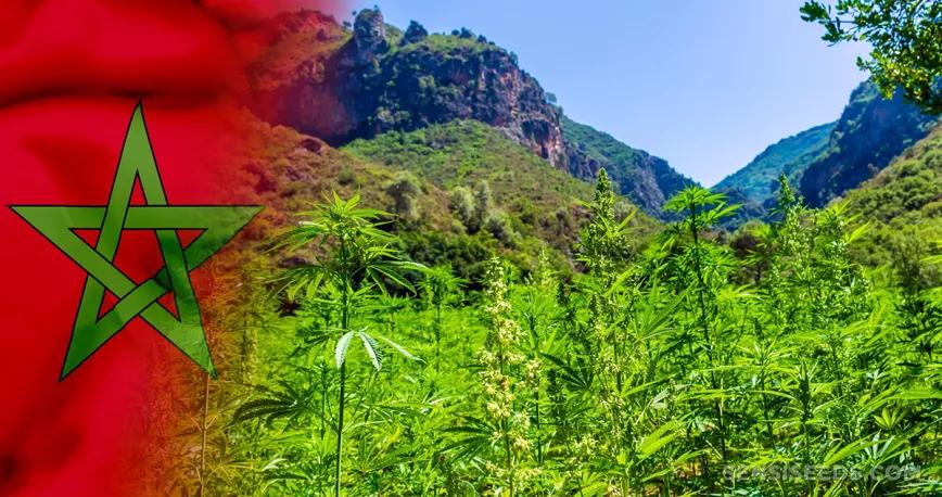 Los agricultores del norte de Marruecos piden la regulación del cannabis
