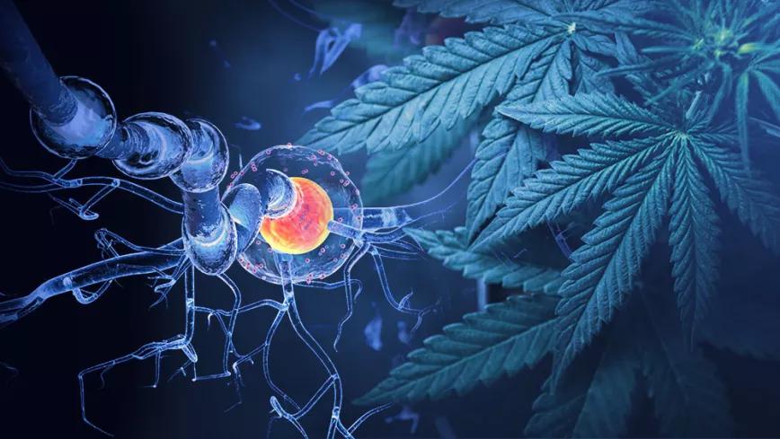 Pacientes de esclerosis múltiple recurren al cannabis para aliviar los síntomas