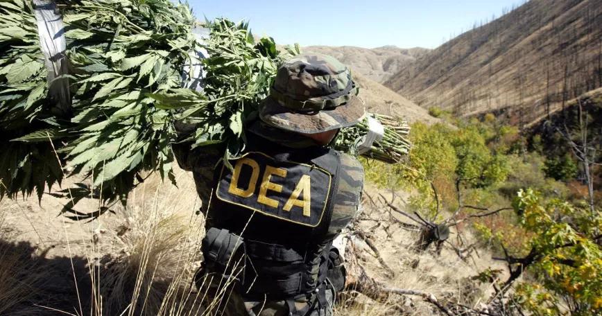 La DEA busca gente capaz de quemar 4 toneladas de marihuana por día