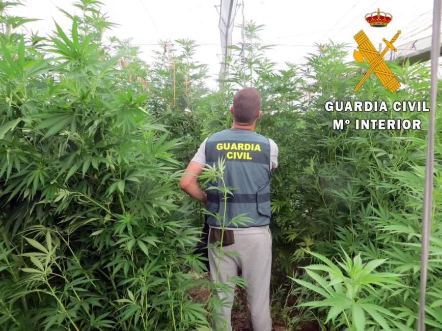 Granada registra una oleada de robos en cultivos de cáñamo 