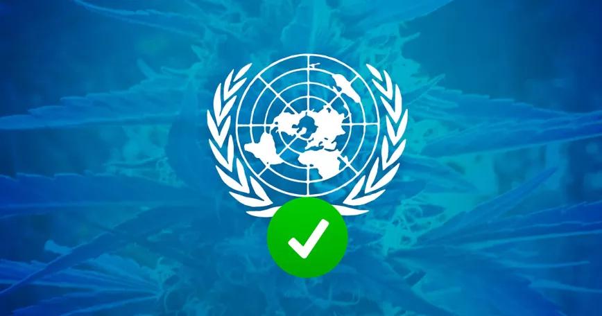 La ONU vota mañana varios cambios que facilitarían el uso de cannabis medicinal en todo el mundo
