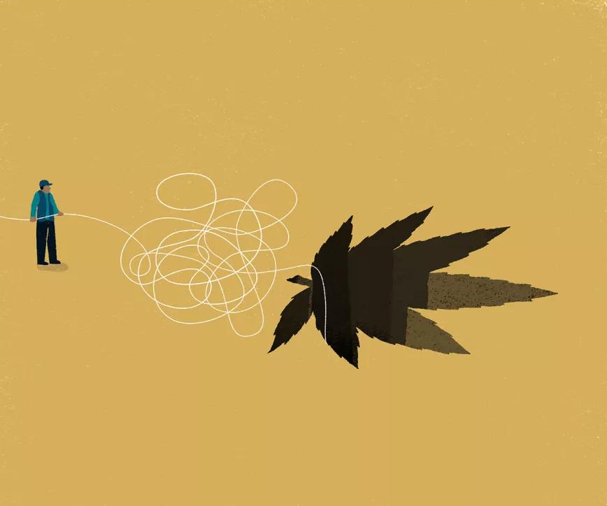 La flor de cáñamo: ¿hierba para fumar? 
