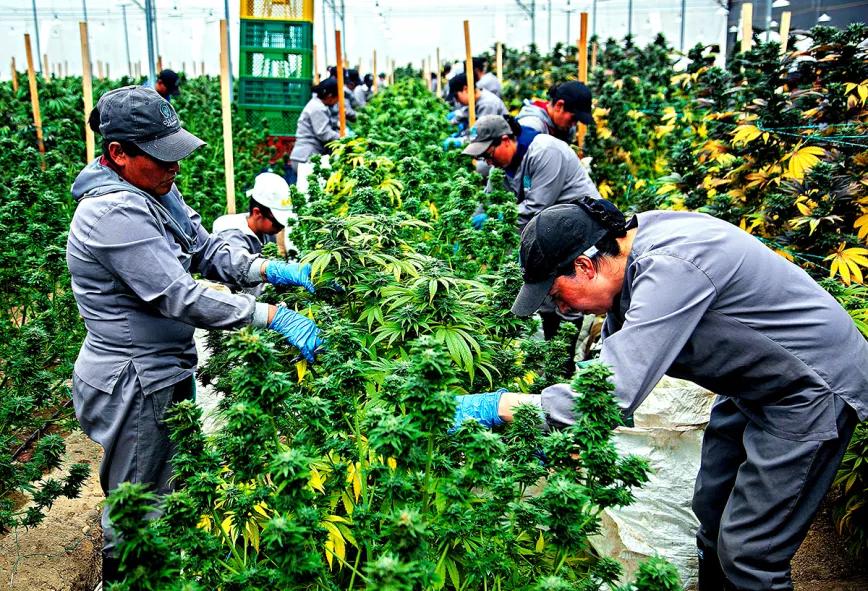 Colombia realiza el primer envío de extracto de cannabis a Alemania