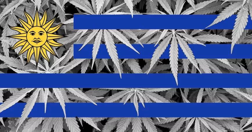 Uruguay plantea aumentar el THC del cannabis a la venta