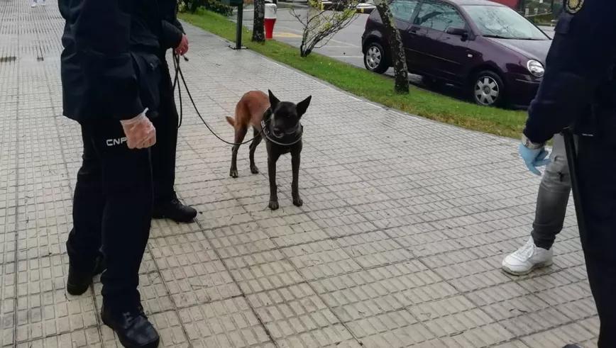 Un perro policía recorre los colegios de Vigo en busca de droga 