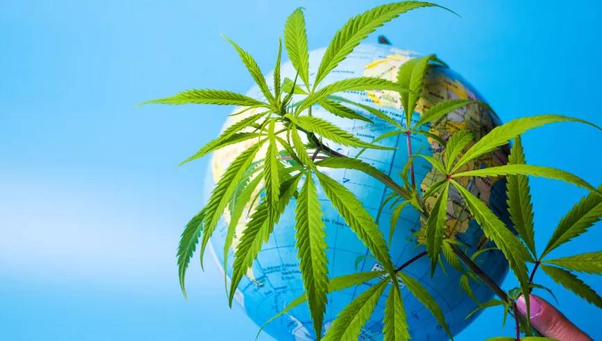 Las 10 grandes noticias de 2020 sobre las políticas del cannabis y los psicodélicos 