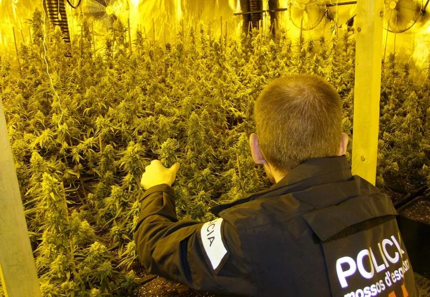 Los Mossos d'Esquadra se quejan de la exposición a las plantas de cannabis decomisadas