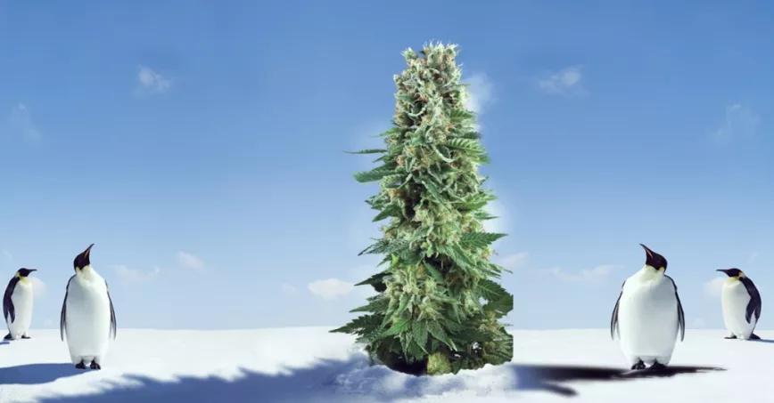 Calentar las plantas